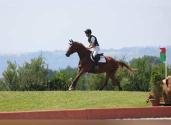 Trakehner, Wallach, 7 Jahre, 175 cm, Fuchs