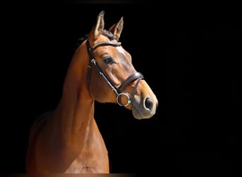 Trakehner, Wallach, 7 Jahre, 176 cm, Dunkelbrauner