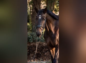 Trakehner, Wallach, 7 Jahre, 178 cm, Brauner