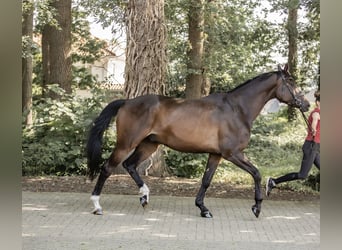 Trakehner, Wallach, 7 Jahre, 178 cm, Brauner