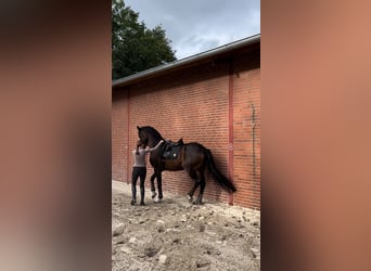 Trakehner, Wallach, 7 Jahre, 178 cm, Brauner