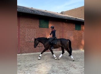 Trakehner, Wallach, 7 Jahre, 178 cm, Brauner