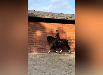 Trakehner, Wallach, 7 Jahre, 178 cm, Brauner