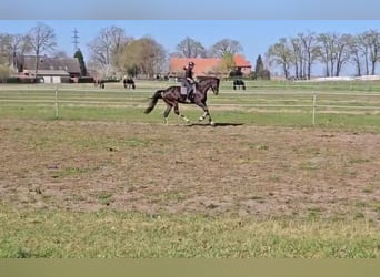 Trakehner, Wallach, 7 Jahre, 178 cm, Brauner