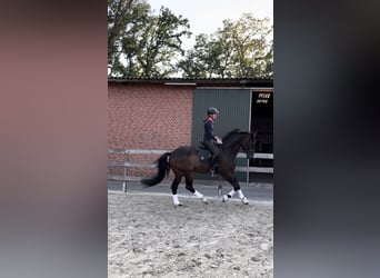 Trakehner, Wallach, 7 Jahre, 178 cm, Brauner