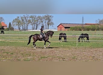 Trakehner, Wallach, 7 Jahre, 178 cm, Brauner