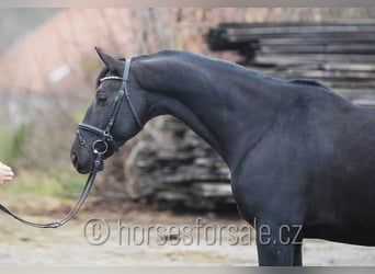 Trakehner, Wallach, 8 Jahre, 163 cm, Rappe