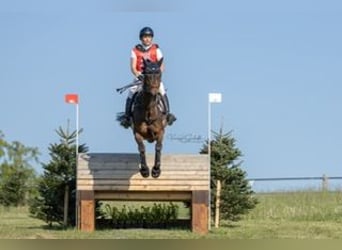 Trakehner, Wallach, 8 Jahre, 164 cm, Dunkelbrauner