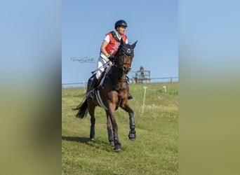 Trakehner, Wallach, 8 Jahre, 164 cm, Dunkelbrauner