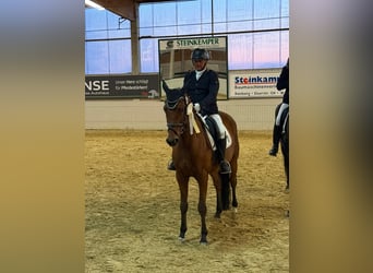 Trakehner, Wallach, 8 Jahre, 165 cm, Brauner