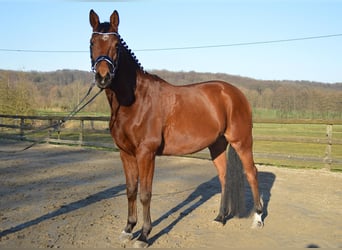 Trakehner, Wallach, 8 Jahre, 165 cm, Brauner