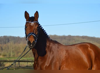 Trakehner, Wallach, 8 Jahre, 165 cm, Brauner
