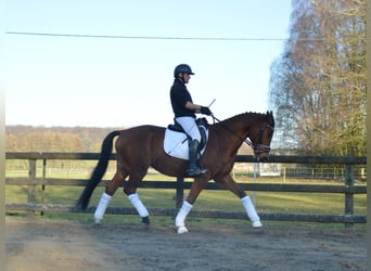 Trakehner, Wallach, 8 Jahre, 165 cm, Brauner