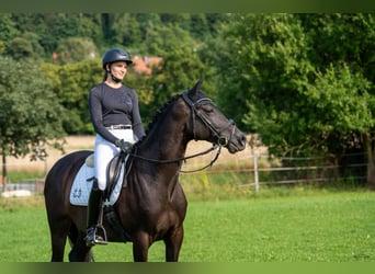 Trakehner, Wallach, 8 Jahre, 165 cm, Dunkelbrauner
