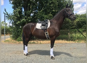 Trakehner, Wallach, 8 Jahre, 167 cm, Dunkelbrauner