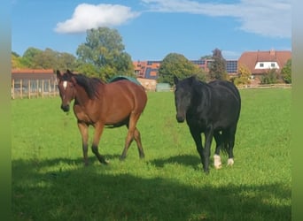 Trakehner, Wallach, 8 Jahre, 168 cm, Brauner
