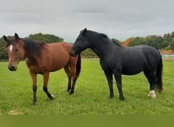 Trakehner, Wallach, 8 Jahre, 168 cm, Brauner
