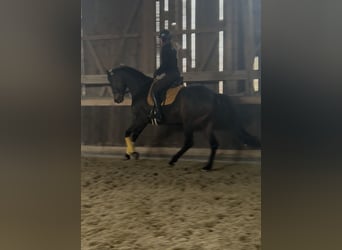 Trakehner, Wallach, 8 Jahre, 168 cm, Dunkelbrauner