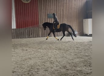 Trakehner, Wallach, 8 Jahre, 168 cm, Dunkelbrauner