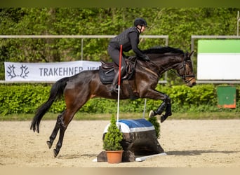 Trakehner, Wallach, 8 Jahre, 170 cm, Brauner