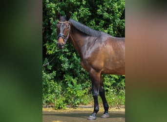 Trakehner, Wallach, 8 Jahre, 172 cm, Brauner