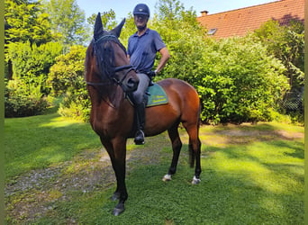 Trakehner, Wallach, 8 Jahre, 175 cm, Brauner