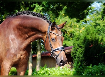 Trakehner, Wallach, 8 Jahre, 175 cm, Buckskin