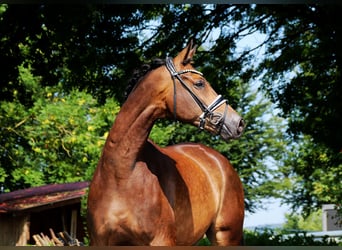 Trakehner, Wallach, 8 Jahre, 175 cm, Buckskin