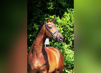 Trakehner, Wallach, 8 Jahre, 175 cm, Buckskin