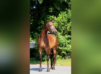 Trakehner, Wallach, 8 Jahre, 175 cm, Buckskin
