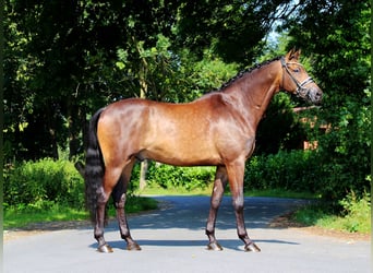 Trakehner, Wallach, 8 Jahre, 175 cm, Buckskin