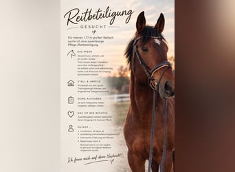 Trakehner, Wallach, 8 Jahre, 177 cm, Brauner