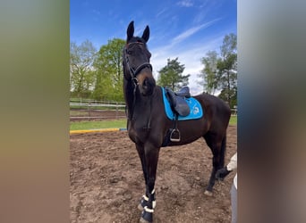 Trakehner, Wallach, 8 Jahre, 180 cm, Dunkelbrauner
