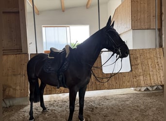 Trakehner, Wallach, 8 Jahre, 189 cm, Schwarzbrauner