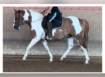 Trakehner Mix, Wallach, 9 Jahre, 150 cm, Schecke