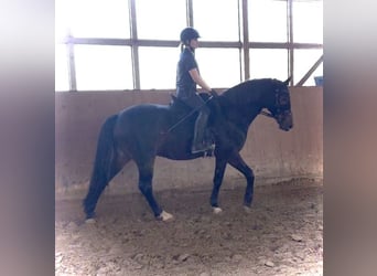 Trakehner Mix, Wallach, 9 Jahre, 158 cm, Brauner