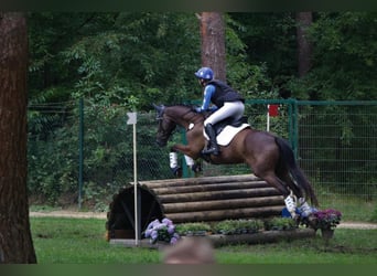 Trakehner, Wallach, 9 Jahre, 163 cm, Dunkelfuchs