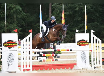 Trakehner, Wallach, 9 Jahre, 163 cm, Dunkelfuchs