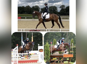 Trakehner, Wallach, 9 Jahre, 163 cm, Dunkelfuchs