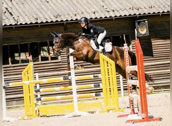 Trakehner, Wallach, 9 Jahre, 163 cm, Dunkelfuchs