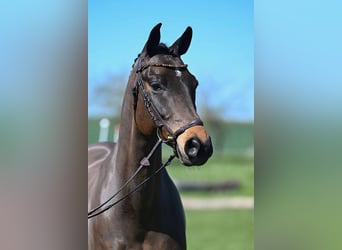 Trakehner, Wallach, 9 Jahre, 164 cm, Brauner