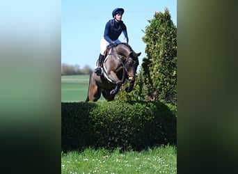 Trakehner, Wallach, 9 Jahre, 164 cm, Brauner