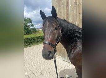 Trakehner, Wallach, 9 Jahre, 164 cm, Dunkelbrauner
