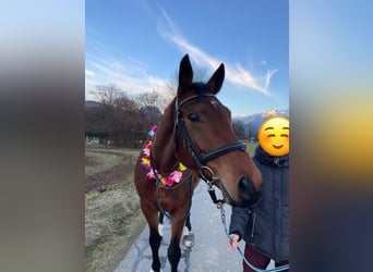 Trakehner, Wallach, 9 Jahre, 165 cm, Brauner