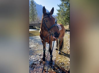 Trakehner, Wallach, 9 Jahre, 165 cm, Brauner