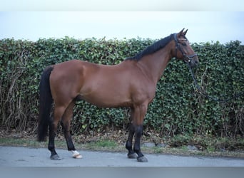 Trakehner, Wallach, 9 Jahre, 167 cm, Brauner