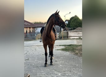 Trakehner, Wallach, 9 Jahre, 167 cm, Brauner