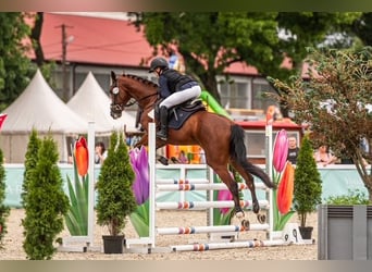 Trakehner, Wallach, 9 Jahre, 167 cm, Brauner
