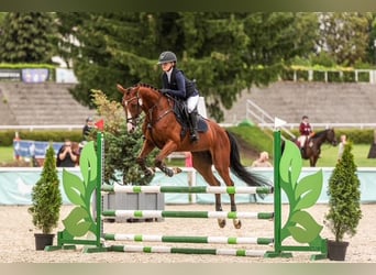Trakehner, Wallach, 9 Jahre, 167 cm, Brauner