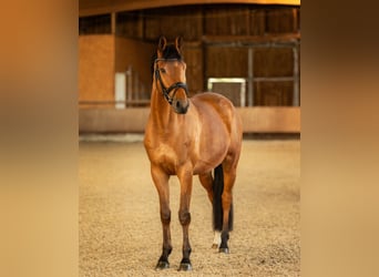 Trakehner, Wallach, 9 Jahre, 167 cm, Hellbrauner